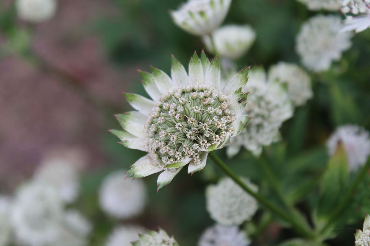 It's possible to defocus the background with the modest kit lens. Canon EOS 4000D with 18-55mm f/3.5-5.6, 1/80 at f/5.6, ISO100