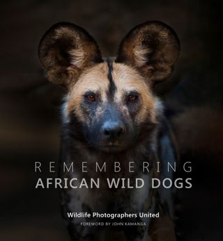 remembering african wild dogs image 7