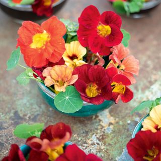 a close up of red, orange and yellow edible nasturtiums