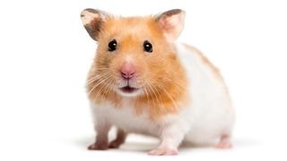 Syrian Hamster