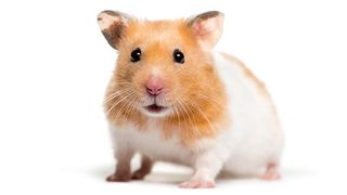 Pets Radar - Five hamster breeds: which furry friend is right for you?