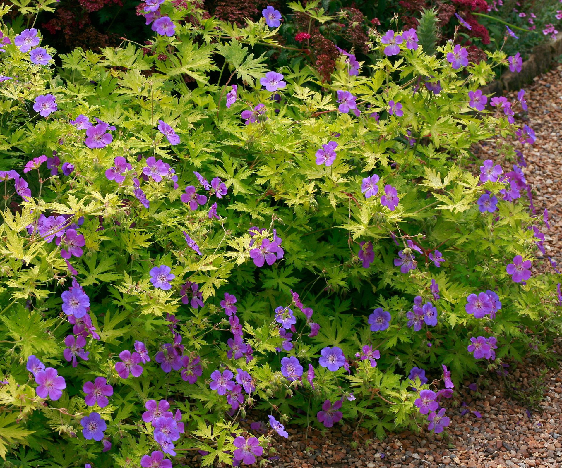 cranesbills Blue Sunrise flowering in bushy summer display