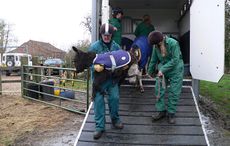 Esther-was-so-weak-she-had-to-be-carried-off-the-lorry-when-she-arrived-at-Redwings-in-2008-redwingshorsesanctuary_46446179980.jpg