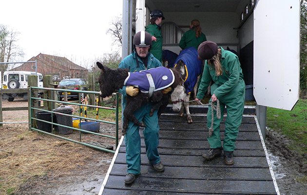 Esther-was-so-weak-she-had-to-be-carried-off-the-lorry-when-she-arrived-at-Redwings-in-2008-redwingshorsesanctuary_46446179980.jpg