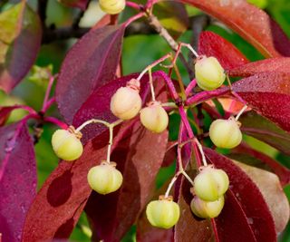 Euonymus fortunei ‘Coloratus’ with berries