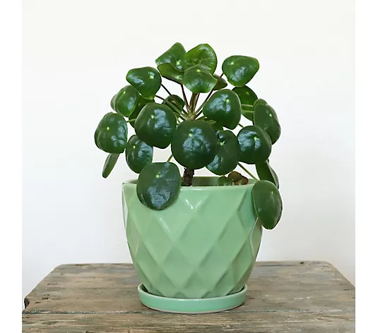 QVC, YouGarden Chinese Money Plant in 12cm pot