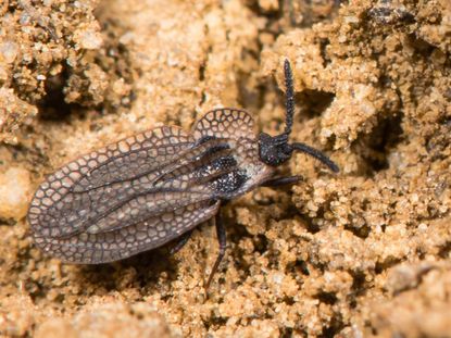 Close Up Of A Lace Bug