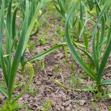 garlic plants growing in ground in late winter