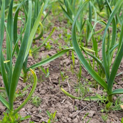 garlic plants growing in ground in late winter