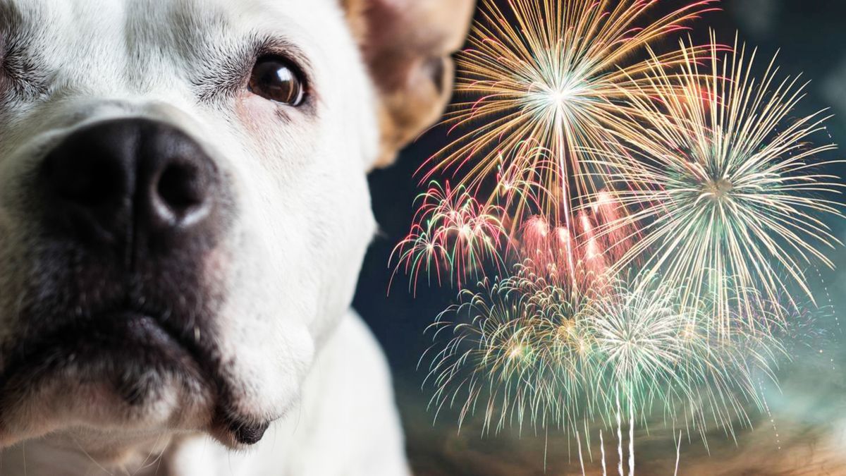 Dog and fireworks