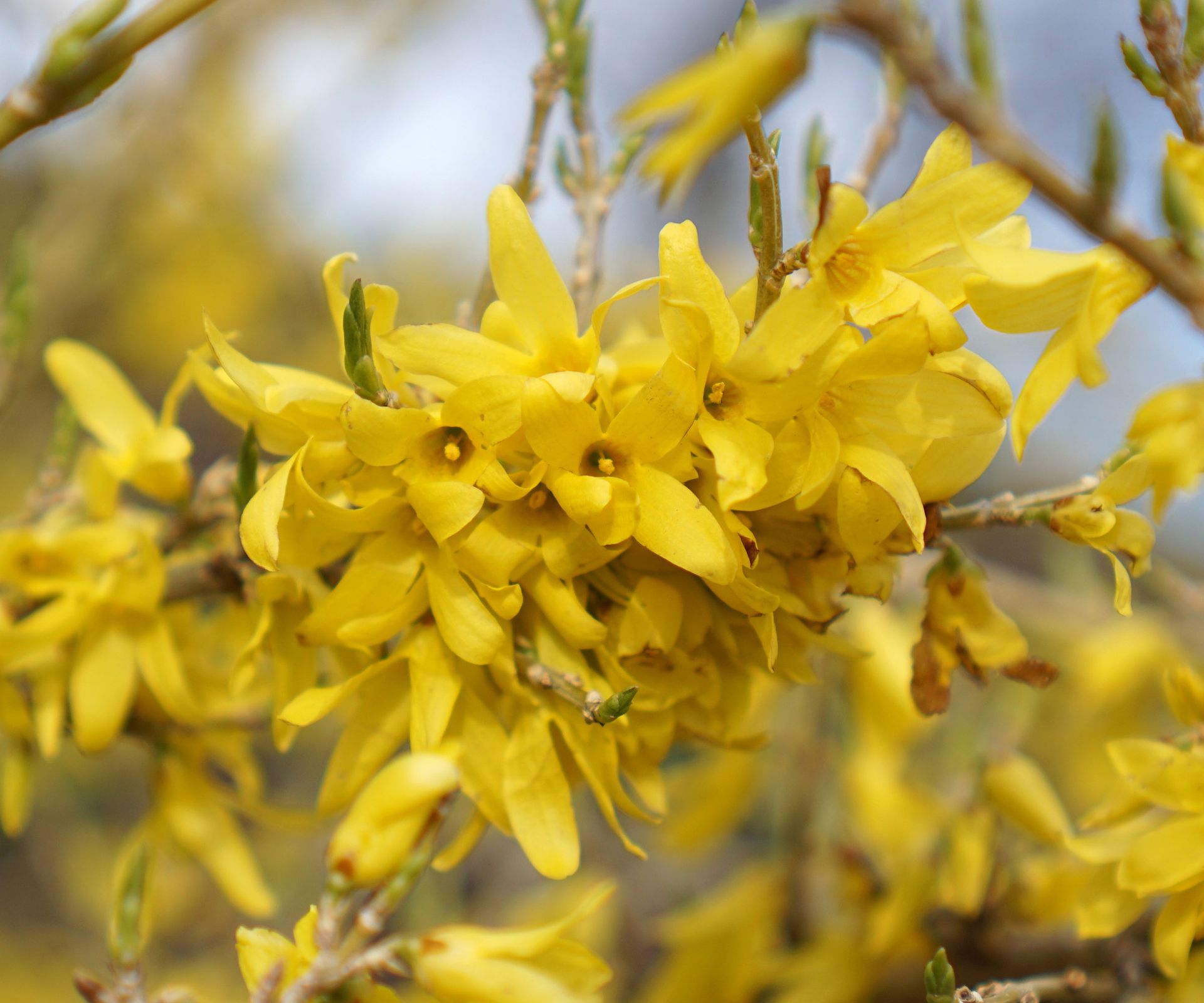 How to prune forsythia: expert tips for prolific flowering | Homes ...