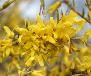 The bright yellow flowers of compact forsythia 'Gold Star'