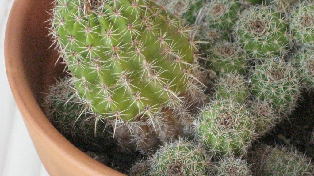 Saving the West's most iconic cactus from climate change