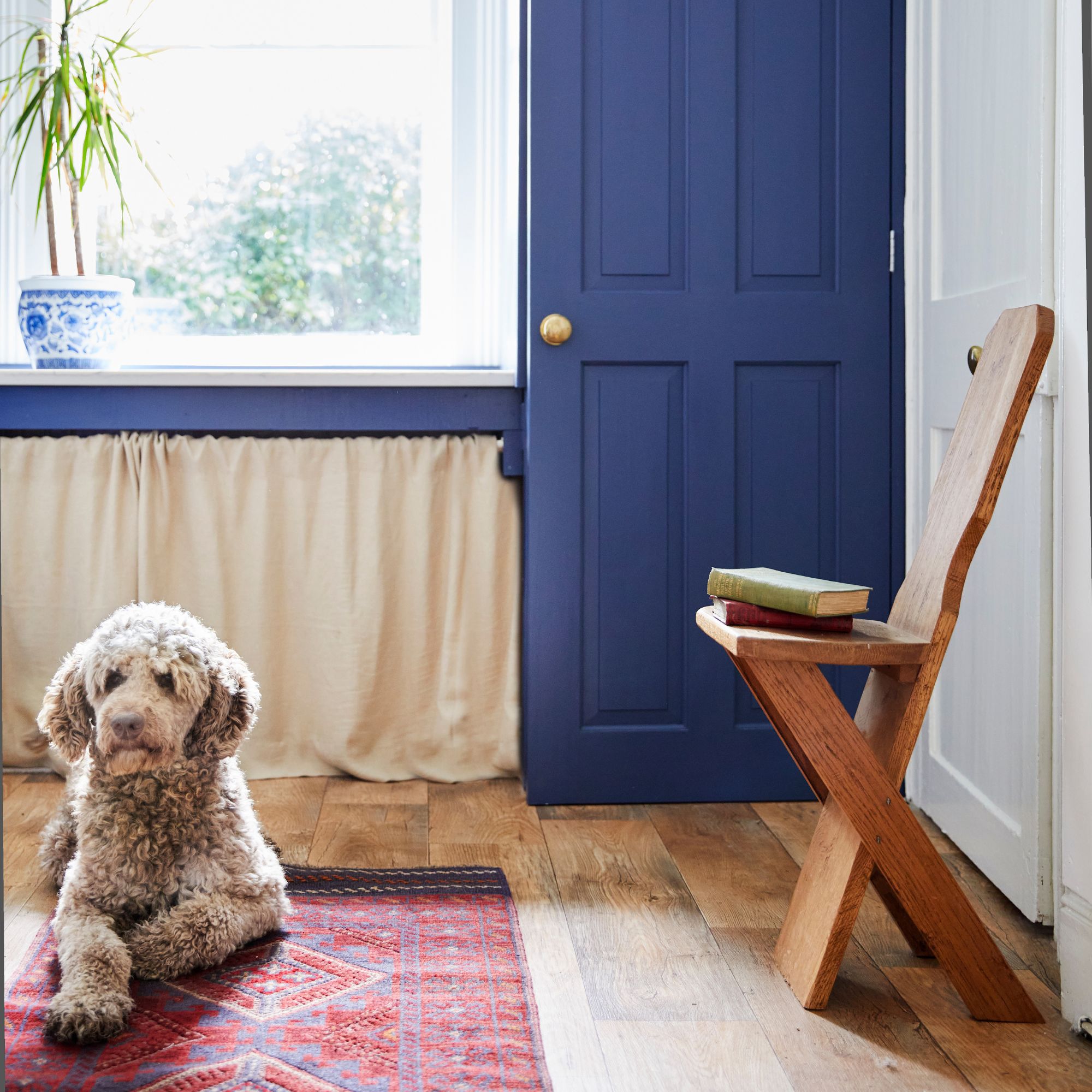 Dog sitting on a red and blue runner rug, above wooden flooring and in front of blue cabinets