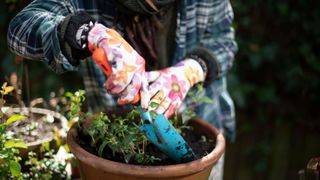 picture of woman planting fresh fuchia plants