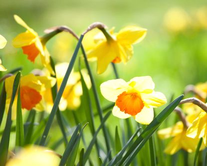 close up detail of daffodils