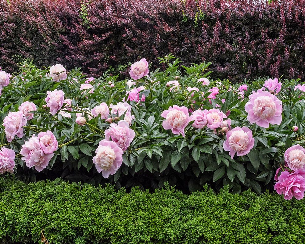 flowers that start with peony