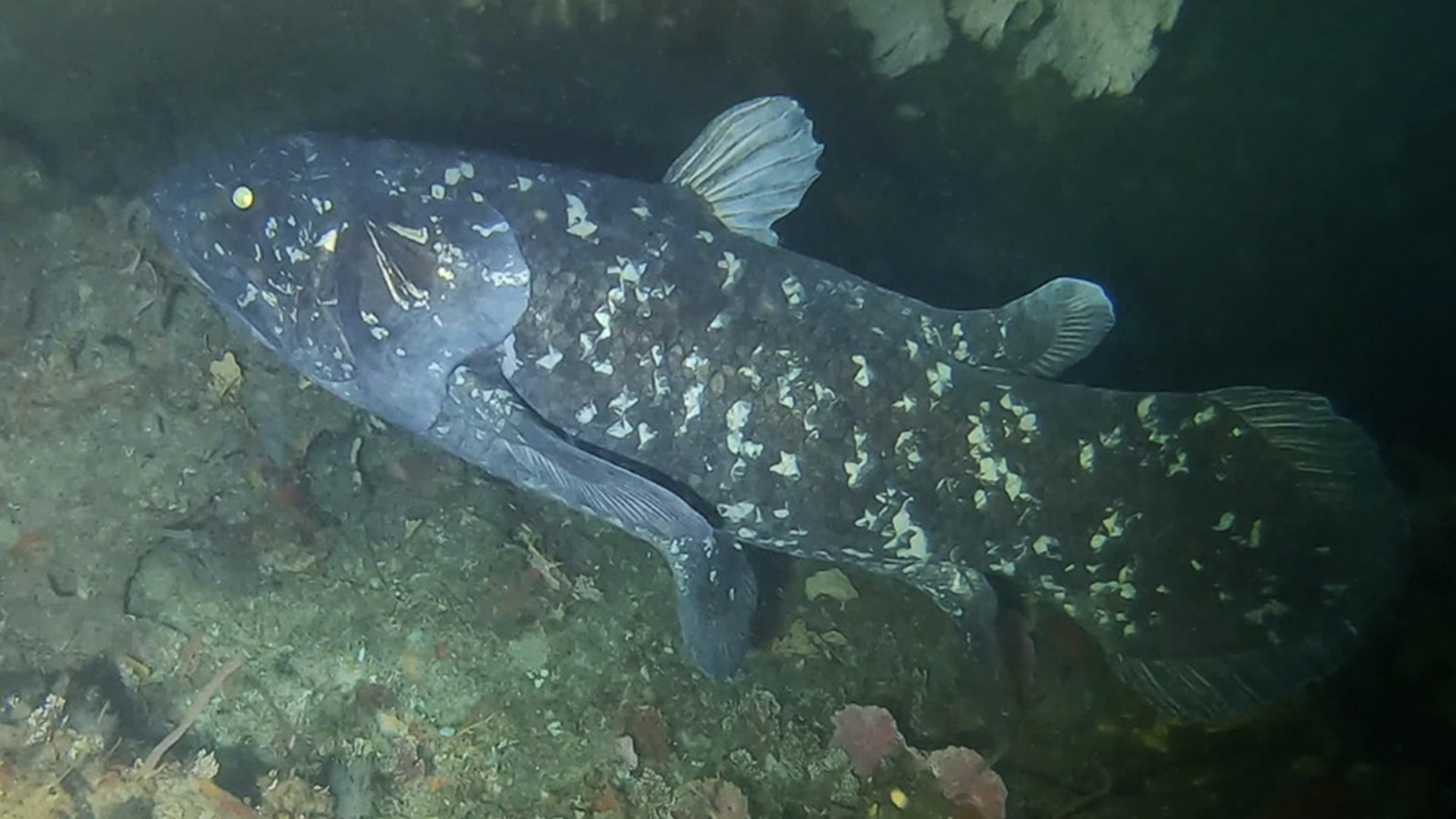 Coelacanth w oceanie.