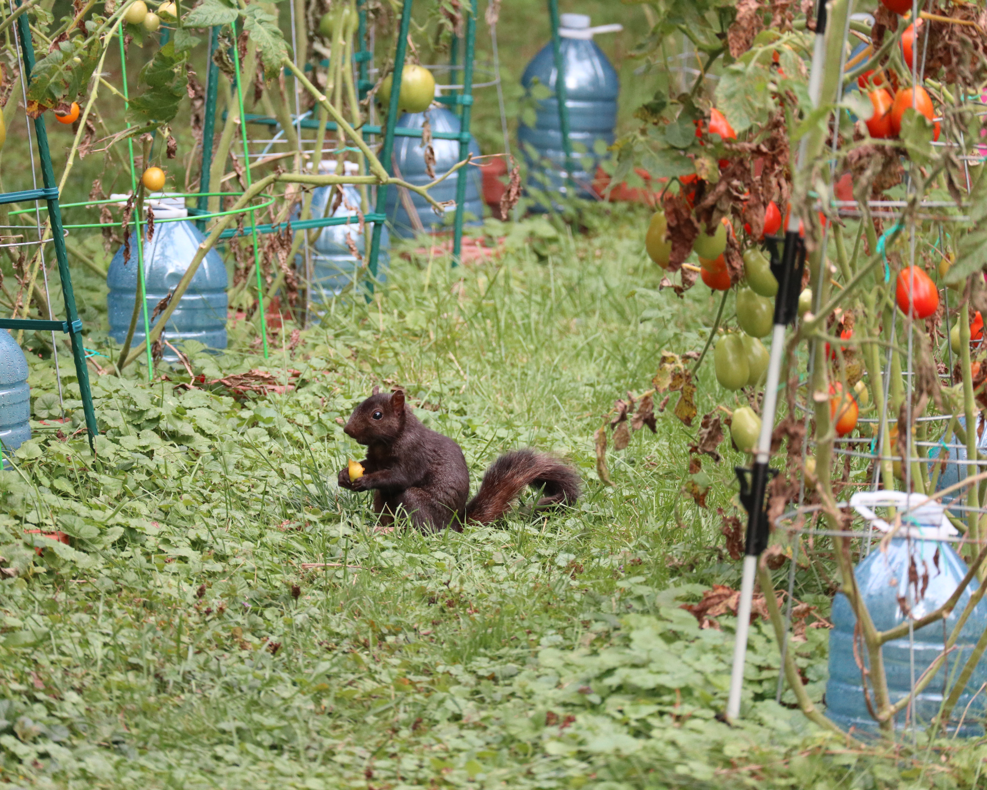 Black squirrel eating tomato in vegetable garden