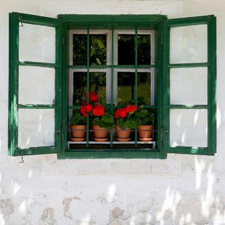 Several pots of geraniums sit on a rustic windowsill