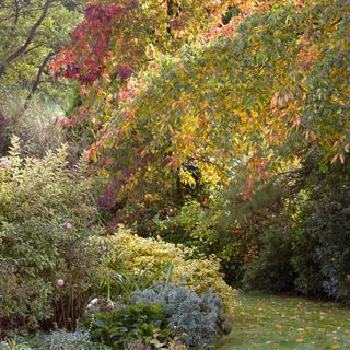 autumn colours of Nyssa sylvatica and Liquidambar styraciflua in the garden