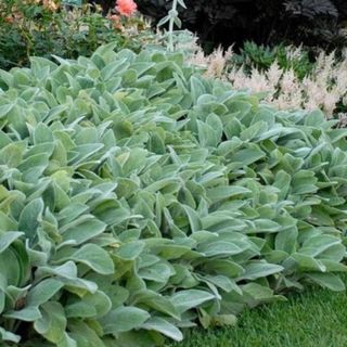 lambs ear plant from garden goods direct