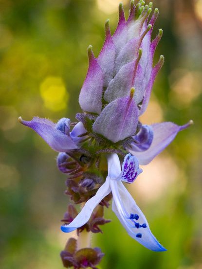 Scaredy Cat plant Coleus Canina keep cats out of your garden -  Portugal