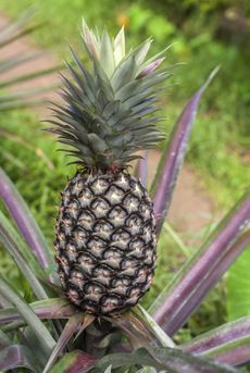 Pineapple Fruit Plant