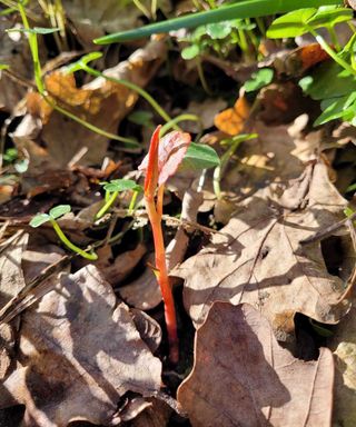 The first Japanese knotweed shoots spotted in 2022