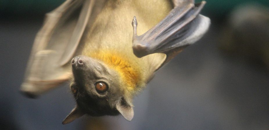 Bat hanging, disease