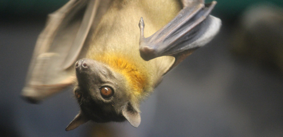Bat hanging, disease