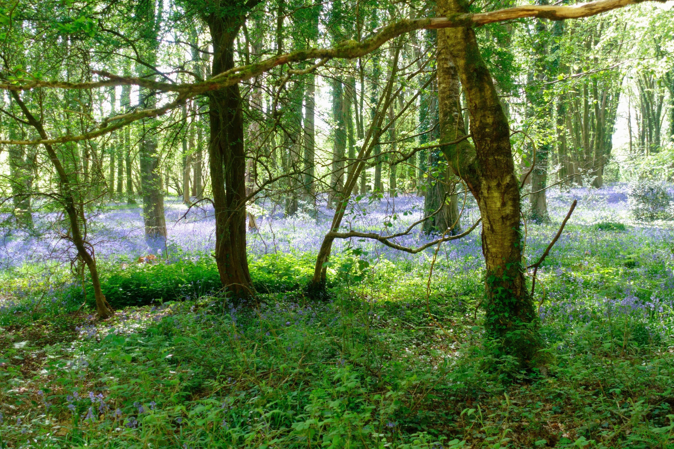 Bluebells under mixed woods in Rowlands Castle in April