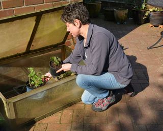 Hardening off tender plants in a cold frame before planting out