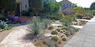 dry front garden in the US with large cacti