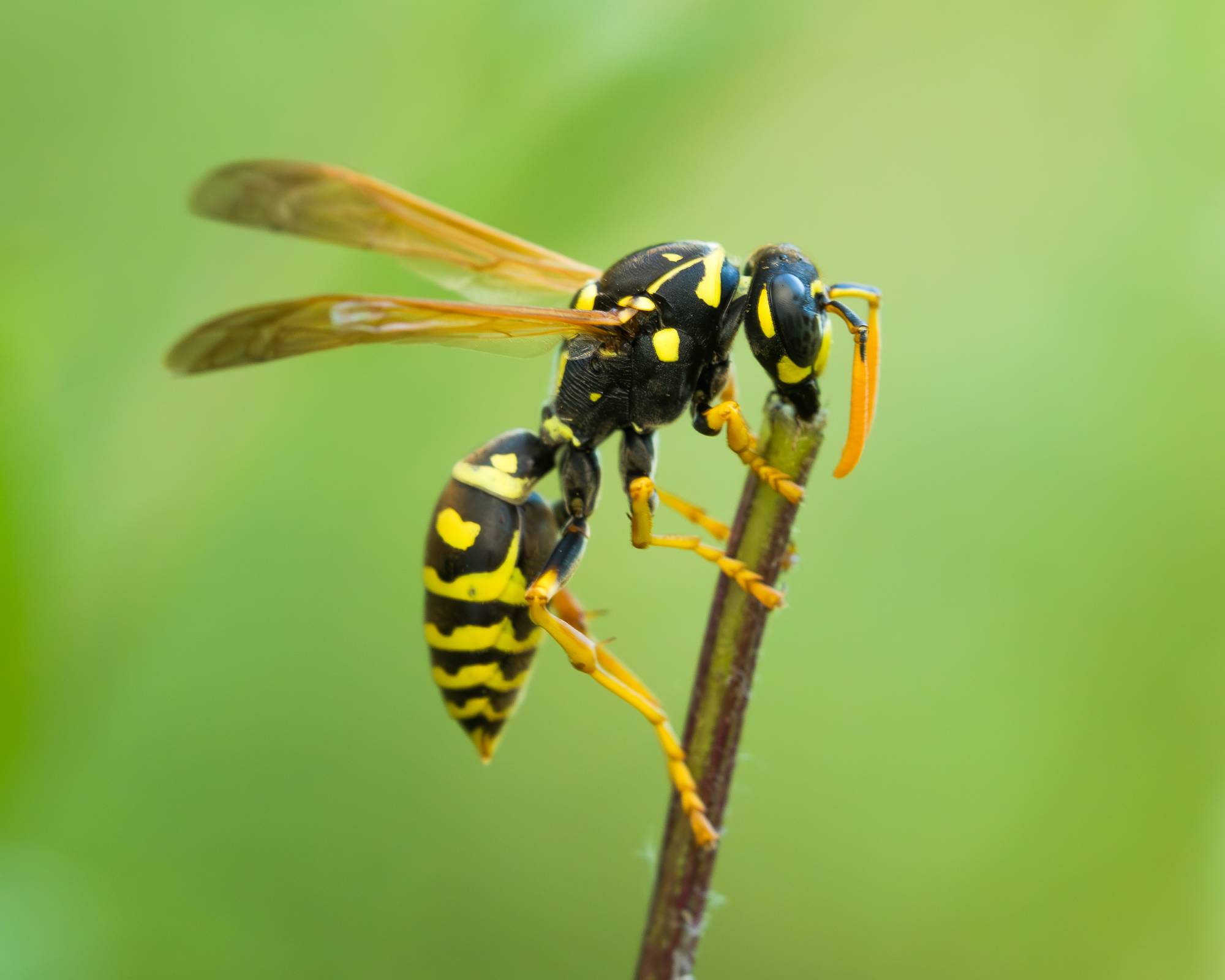 Hornet wasp on plant