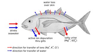 A diagram of a fish with red and blue arrows showing the transfer of water across its body.