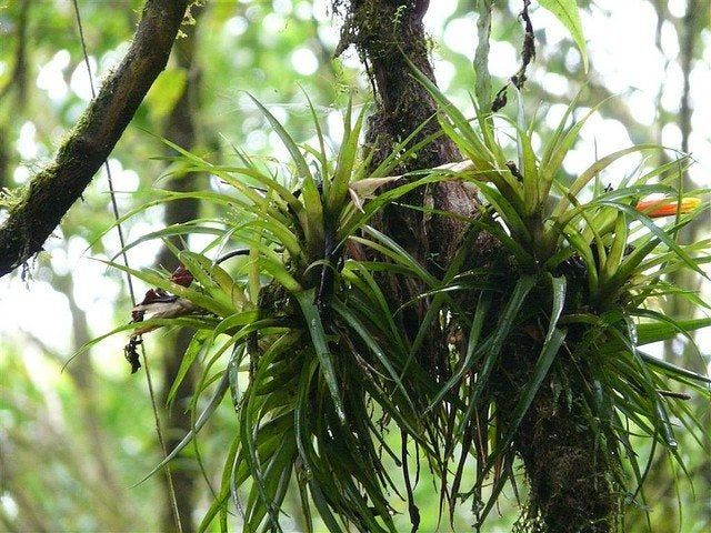 Epiphyte Plant