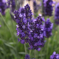 Lavender 'Blue Spear' from Suttons