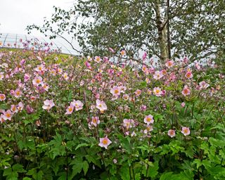 Japanese anemones can become invasive if conditions are right