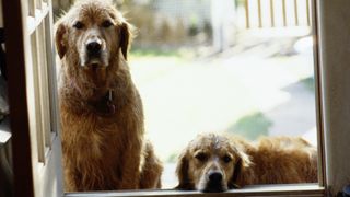 Two dogs waiting by door