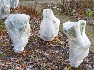 Tomato plants wrapped in plastic for frost protection