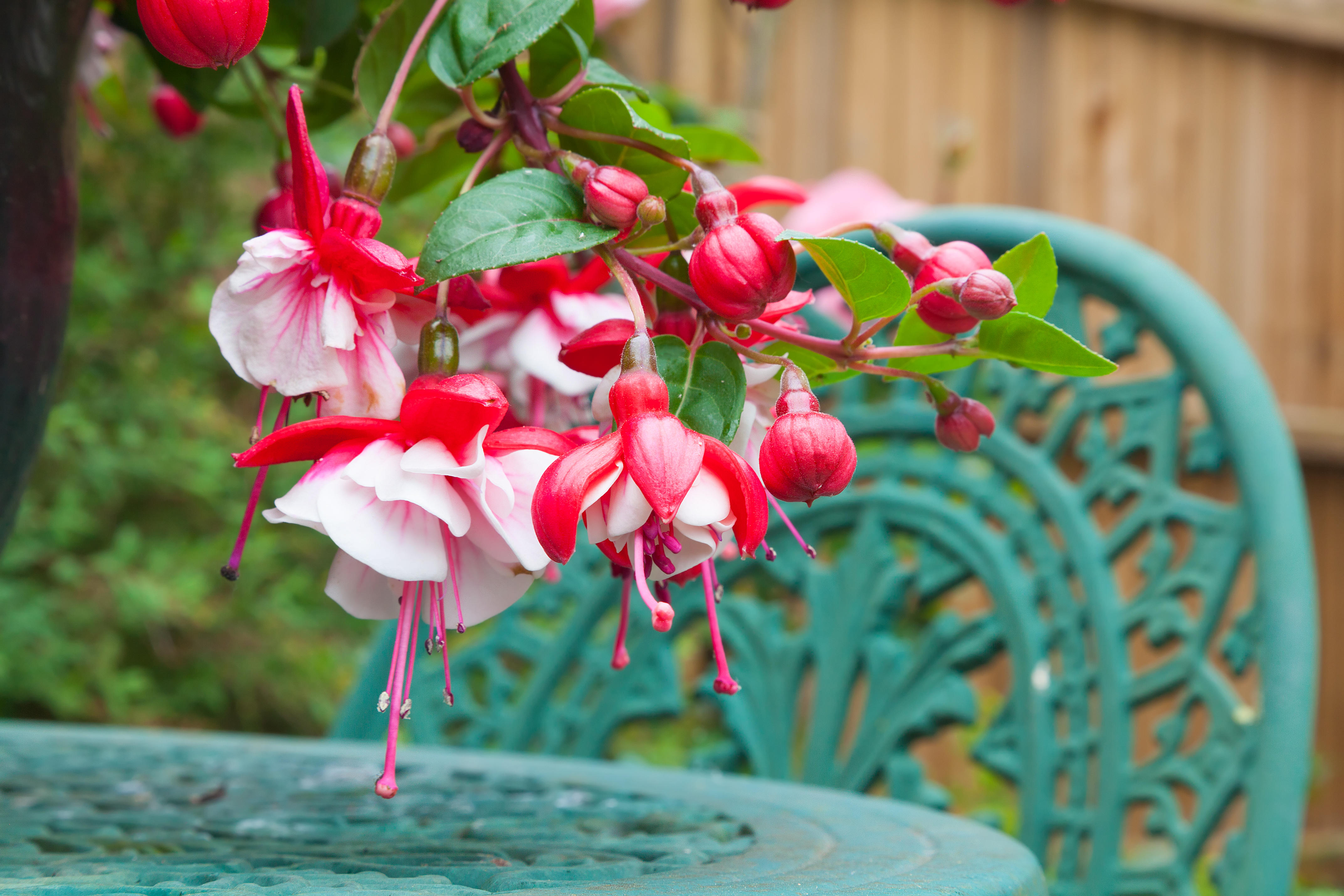 Fuchsias. Pretty and tasty (apparently)