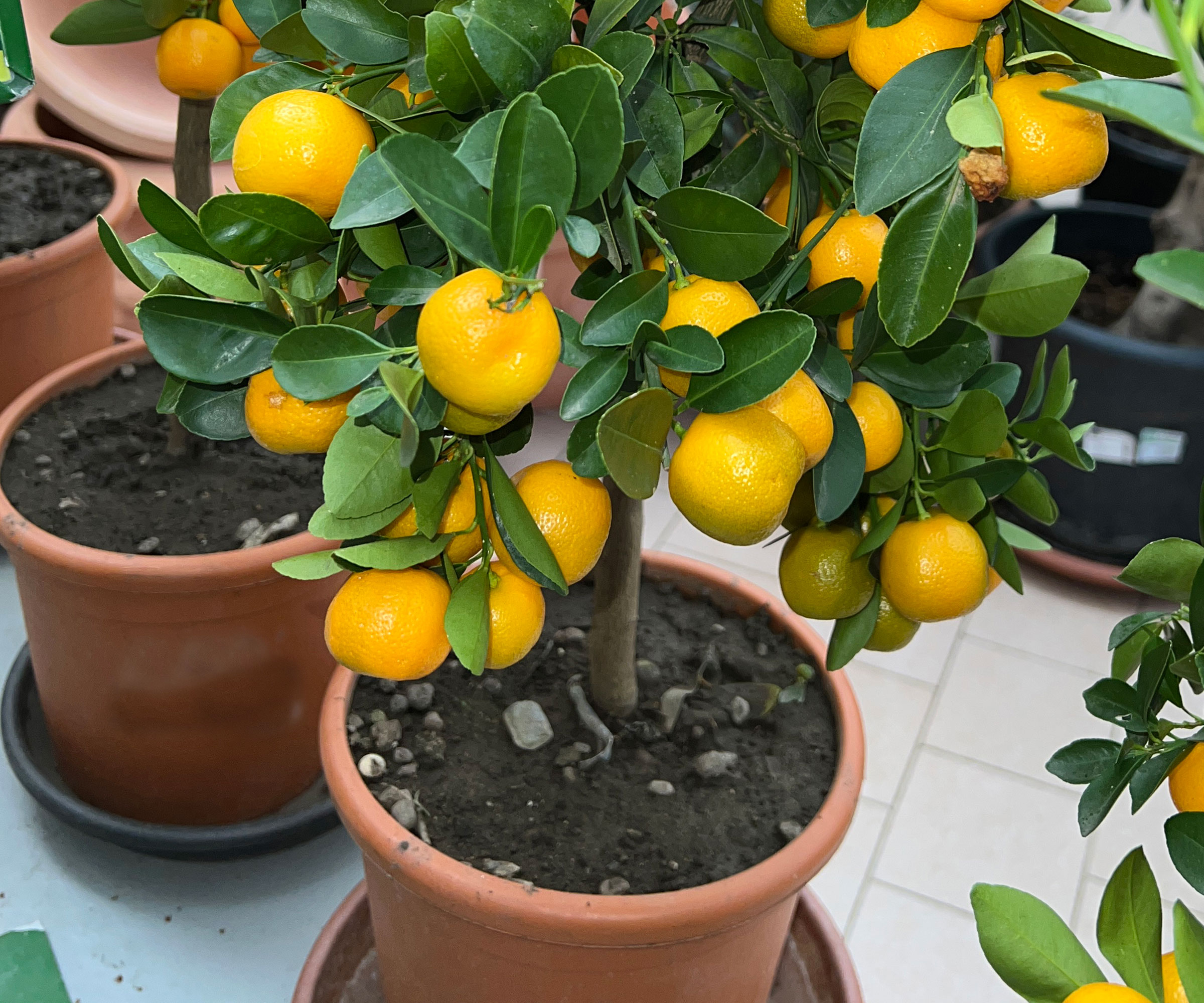 trovita orange tree growing in pot