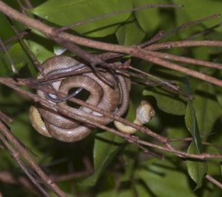 The highly invasive brown tree snake wiped out native forest birds on the island of Guam.
