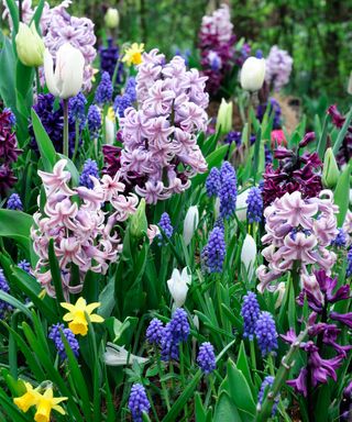 hyacinth muscari narcissus jetfire crocus Mixed bed border spring blooming bulbs