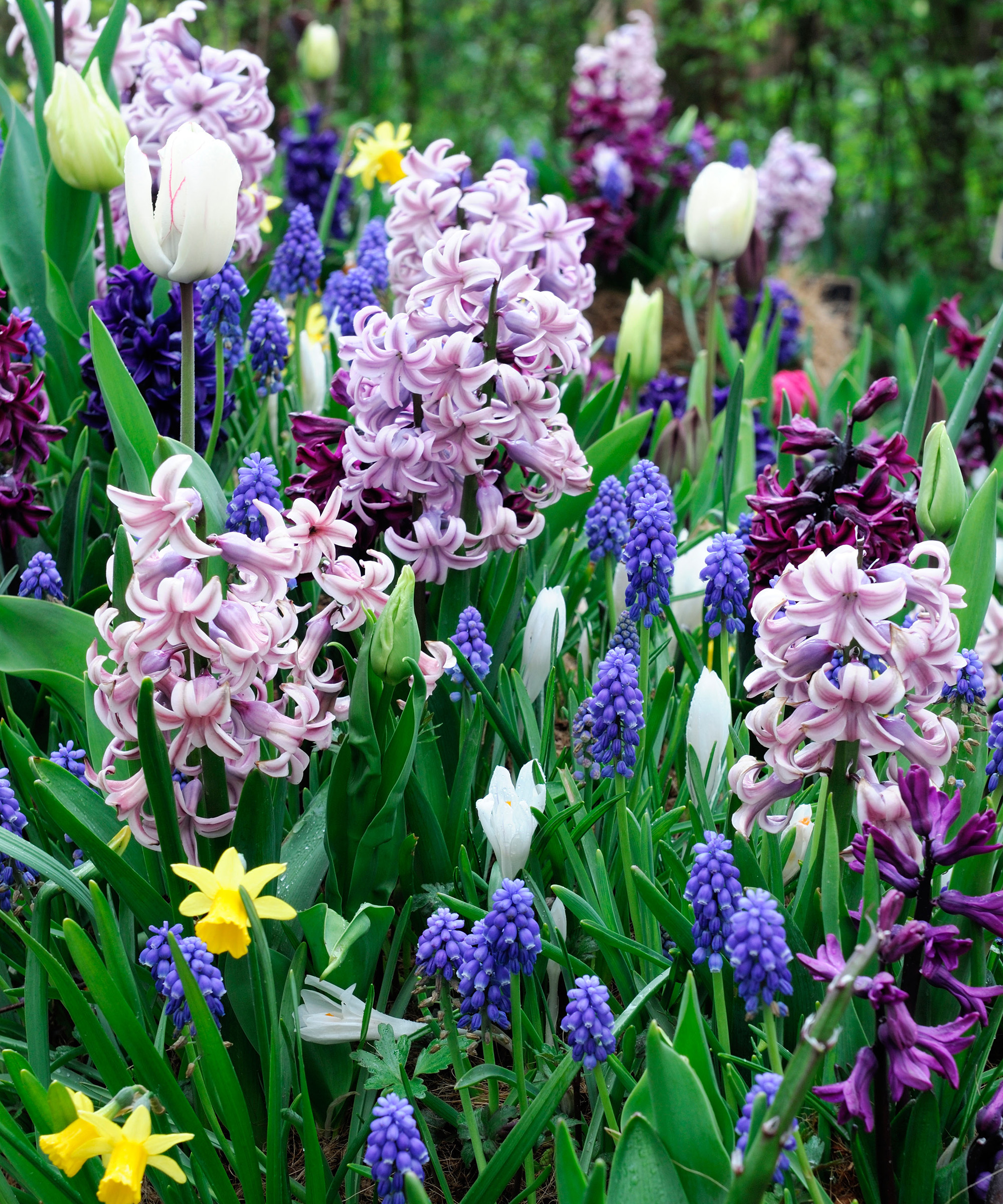 Hyacinths Plant Care And Growing Tips To Follow | Gardeningetc