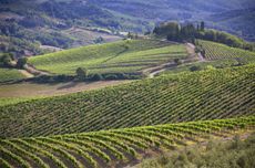 The Chianti Classico landscape, which is being divided into 'UGAs', or subzones.