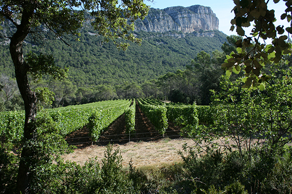 Hortus vineyards