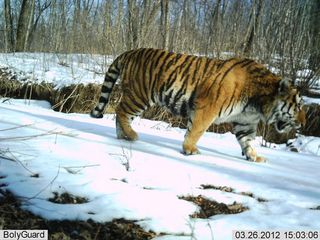 An Amur tiger photographed by a camera trap at a Chinese reserved for the endangered animals.