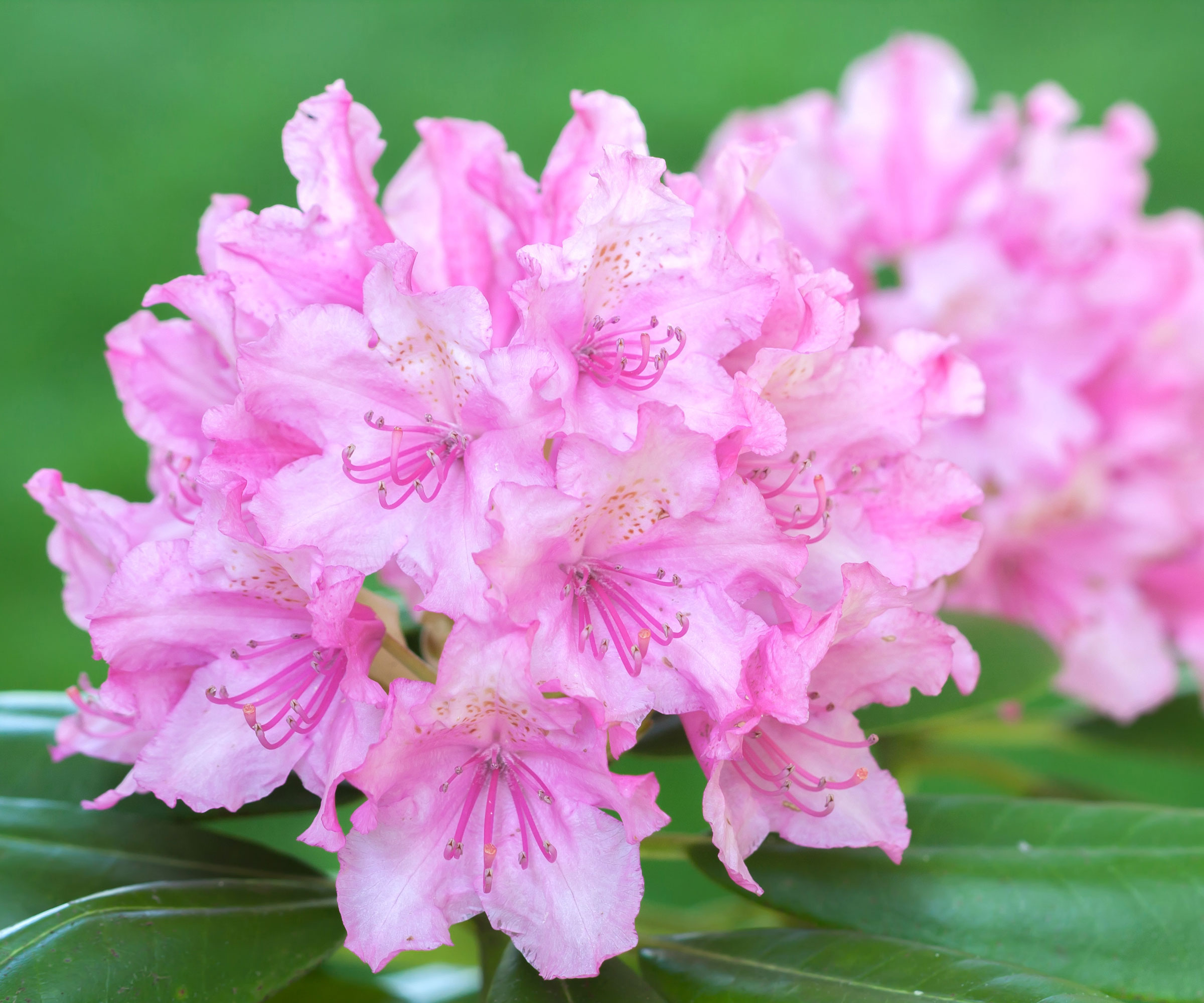 pink rhododendron in bloom